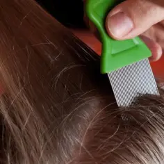 Kiedy dziecko z wszawicą może wrócić do przedszkola po leczeniu?